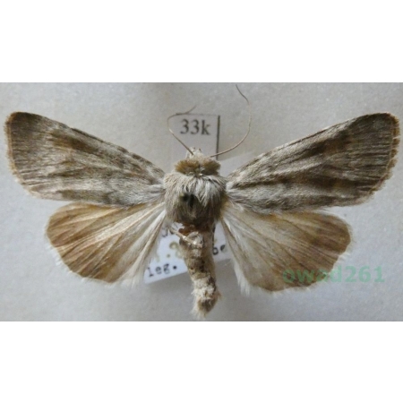 Standfussiana lucernea (Linnaeus, 1758) Austria33k